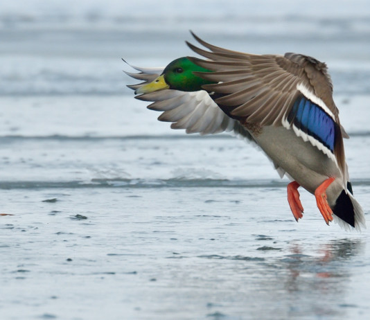Governo non impugna legge sulla caccia da capanno in Veneto Governo non impugna legge sulla caccia da capanno in Veneto: germano reale in volo su acqua