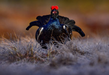 In Piemonte riapre la caccia a moretta, coturnice e fagiano di monte In Piemonte riapre la caccia a moretta, coturnice e fagiano di monte