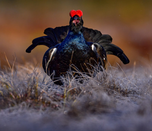 In Piemonte riapre la caccia a moretta, coturnice e fagiano di monte In Piemonte riapre la caccia a moretta, coturnice e fagiano di monte