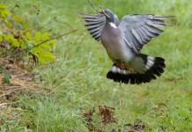 In vigore il piano di controllo del colombaccio in Emilia Romagna In vigore il piano di controllo del colombaccio in Emilia Romagna