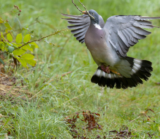In vigore il piano di controllo del colombaccio in Emilia Romagna In vigore il piano di controllo del colombaccio in Emilia Romagna