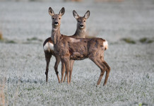 Interrogazione Pd sull’Ispra Interrogazione Pd sull’Ispra: due caprioli in ambiente invernale