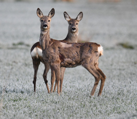 Interrogazione Pd sull’Ispra Interrogazione Pd sull’Ispra: due caprioli in ambiente invernale