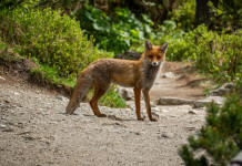 Lombardia lavora a modifiche della legge regionale sulla caccia Lombardia lavora a modifiche della legge regionale sulla caccia: volpe