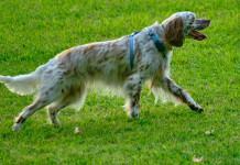 Modificata legge regionale sulla caccia in Lombardia Modificata legge regionale sulla caccia in Lombardia: setter inglese