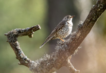 Presentato appello contro la sentenza del Tar sul calendario venatorio della Lombardia Presentato appello contro la sentenza del Tar sul calendario venatorio della Lombardia: tordo sassello su albero