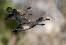 Respinto il ricorso sulla chiusura della caccia agli acquatici in Calabria Respinto il ricorso sulla chiusura della caccia agli acquatici in Calabria: due canapiglie (Mareca strepera) in volo