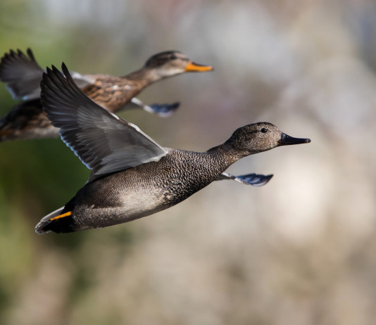 Respinto il ricorso sulla chiusura della caccia agli acquatici in Calabria Respinto il ricorso sulla chiusura della caccia agli acquatici in Calabria: due canapiglie (Mareca strepera) in volo