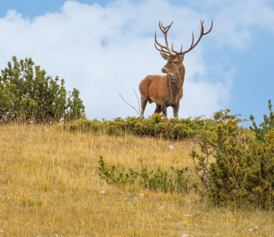 Resta sospesa la caccia di selezione al cervo in Abruzzo Resta sospesa la caccia di selezione al cervo in Abruzzo