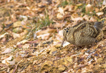 Ricorso al Consiglio di Stato su chiusura della caccia in Umbria Ricorso al Consiglio di Stato su chiusura della caccia in Umbria: beccaccia tra le foglie autunnali