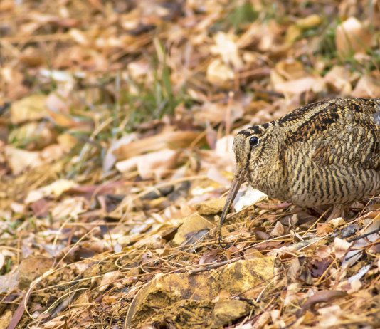 Ricorso al Consiglio di Stato su chiusura della caccia in Umbria Ricorso al Consiglio di Stato su chiusura della caccia in Umbria: beccaccia tra le foglie autunnali