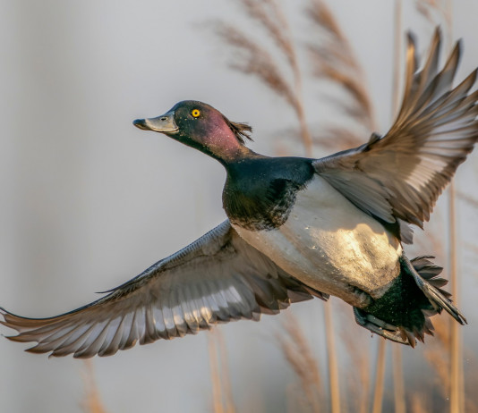 Scontro tra le associazioni venatorie del Piemonte Scontro tra le associazioni venatorie del Piemonte: moretta in volo