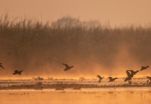 Senato approva modifica alla normativa sulle munizioni in piombo nelle zone umide Senato approva modifica alla normativa sulle munizioni in piombo nelle zone umide: germani reali in volo