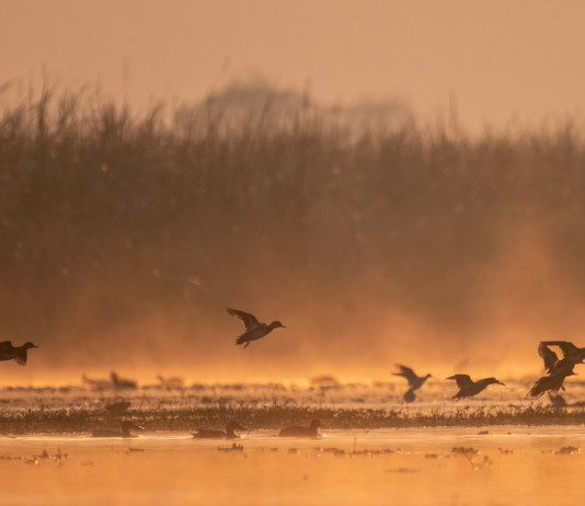 Senato approva modifica alla normativa sulle munizioni in piombo nelle zone umide Senato approva modifica alla normativa sulle munizioni in piombo nelle zone umide: germani reali in volo