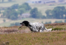 Setter inglese nel mondo Setter inglese nel mondo