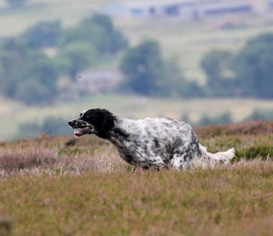 Setter inglese nel mondo Setter inglese nel mondo