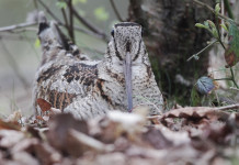 La conservazione della beccaccia in Estonia La conservazione della beccaccia in Estonia