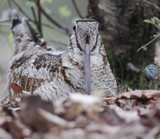 La conservazione della beccaccia in Estonia La conservazione della beccaccia in Estonia