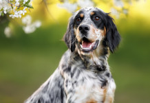 Agrivenatoria biodiversitalia: Consiglio di Stato conferma legittimità costituzionale della caccia Agrivenatoria Biodiversitalia: Consiglio di Stato conferma legittimità costituzionale della caccia - setter inglese