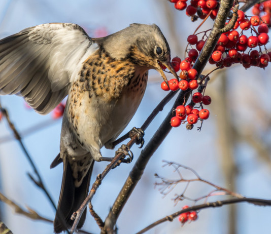 Anuu: ordinanza del Consiglio di Stato acceleri prossimo calendario venatorio Anuu: sentenza del Consiglio di Stato acceleri prossimo calendario venatorio: cesena