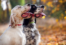 Approvato emendamento che mette in sicurezza i calendari venatori Approvato emendamento che mette in sicurezza i calendari venatori: due setter inglesi