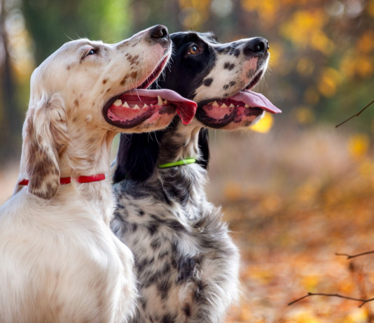 Approvato emendamento che mette in sicurezza i calendari venatori Approvato emendamento che mette in sicurezza i calendari venatori: due setter inglesi