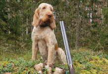 Beccacce che Passione vi aspetta in edicola Beccacce che Passione vi aspetta in edicola