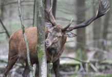 Bruzzone costituisce l’intergruppo parlamentare per la gestione della fauna selvatica Bruzzone costituisce l’intergruppo parlamentare per la gestione della fauna selvatica