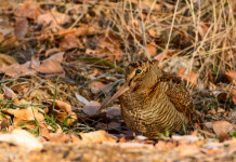 Caccia alla beccaccia aperta in tutta la Lombardia fino al 10 dicembre Caccia alla beccaccia aperta in tutta la Lombardia fino al 10 dicembre