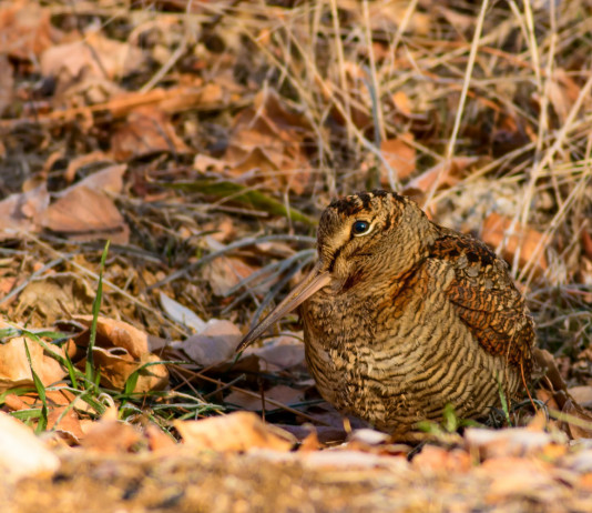 Caccia alla beccaccia aperta in tutta la Lombardia fino al 10 dicembre Caccia alla beccaccia aperta in tutta la Lombardia fino al 10 dicembre