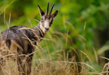 Camosci e climate change Camosci e climate change