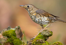 Confermata chiusura anticipata della caccia al tordo e alla beccaccia nelle Marche Confermata chiusura anticipata della caccia al tordo e alla beccaccia nelle Marche: tordo sassello