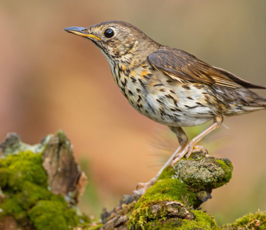 Confermata chiusura anticipata della caccia al tordo e alla beccaccia nelle Marche Confermata chiusura anticipata della caccia al tordo e alla beccaccia nelle Marche: tordo sassello