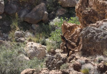 Che cos’è e come si calcola l’angolo di sito? Il video tutorial della Caccia Magazine Academy Cos’è e come si calcola l’angolo di sito Il video tutorial della Caccia Magazine Academy