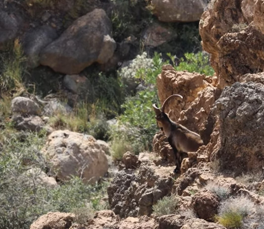 Che cos’è e come si calcola l’angolo di sito? Il video tutorial della Caccia Magazine Academy Cos’è e come si calcola l’angolo di sito Il video tutorial della Caccia Magazine Academy