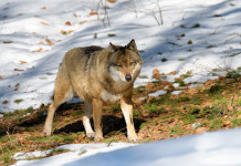 Declassamento del lupo, Bonelli attacca cacciatori Declassamento del lupo, Bonelli attacca cacciatori