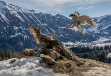 Ecco le fotografie vincitrici del concorso Federcaccia «A caccia di scatti» Ecco le fotografie vincitrici del concorso Federcaccia «A caccia di scatti» - L'attacco, di Ennio Adami