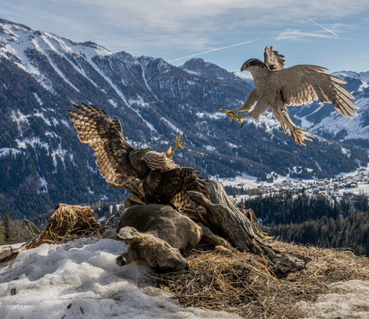 Ecco le fotografie vincitrici del concorso Federcaccia «A caccia di scatti» Ecco le fotografie vincitrici del concorso Federcaccia «A caccia di scatti» - L'attacco, di Ennio Adami