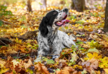 Emendamento sui calendari venatori, lettera di Una e Agrivenatoria Biodiversitalia Emendamento sui calendari venatori, lettera di Una e Agrivenatoria Biodiversitalia: setter da caccia tra le foglie autunnali