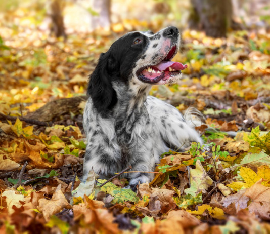Emendamento sui calendari venatori, lettera di Una e Agrivenatoria Biodiversitalia Emendamento sui calendari venatori, lettera di Una e Agrivenatoria Biodiversitalia: setter da caccia tra le foglie autunnali
