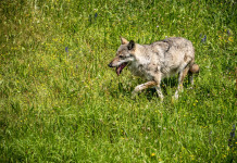 Europa abbassa stato di protezione del lupo Europa abbassa stato di protezione del lupo