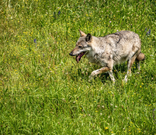 Europa abbassa stato di protezione del lupo Europa abbassa stato di protezione del lupo