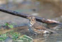 Federcaccia applica trasmettitore satellitare a sette tordi bottacci nelle Marche Federcaccia applica trasmettitore satellitare a sette tordi bottacci nelle Marche