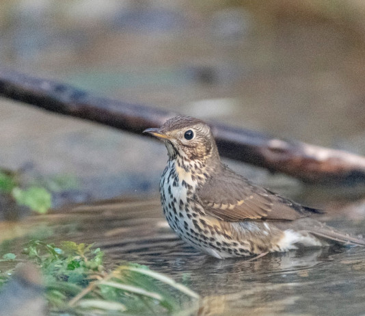 Federcaccia applica trasmettitore satellitare a sette tordi bottacci nelle Marche Federcaccia applica trasmettitore satellitare a sette tordi bottacci nelle Marche