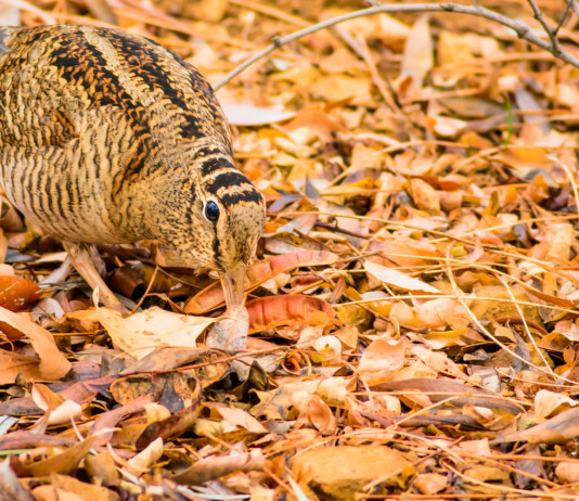 Fino al 17 dicembre caccia alla beccaccia aperta in tutta la Lombardia Fino al 17 dicembre caccia alla beccaccia aperta in tutta la Lombardia