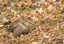 In Umbria anticipata la chiusura della caccia alla beccaccia e al tordo In Umbria anticipata la chiusura della caccia alla beccaccia e al tordo
