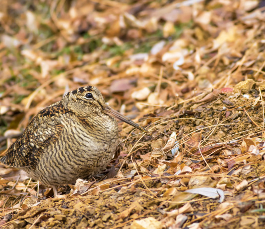 In Umbria anticipata la chiusura della caccia alla beccaccia e al tordo In Umbria anticipata la chiusura della caccia alla beccaccia e al tordo
