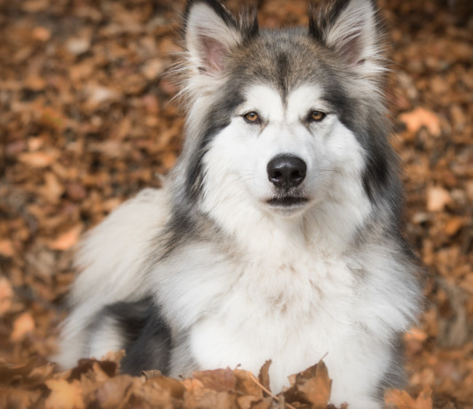 La Cassazione: no alla detenzione di ibridi di lupo e cane La Cassazione: no alla detenzione di ibridi di lupo e cane