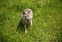 Partito democratico: declassamento lupo «non è favore a fantomatica lobby» Partito democratico: declassamento lupo «non è favore a fantomatica lobby»