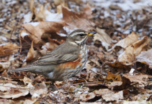 Respinta istanza Fidc su chiusura della caccia ai turdidi in Calabria Respinta istanza Fidc su chiusura della caccia ai turdidi in Calabria: tordo sassello (Turdus iliacus) tra le foglie